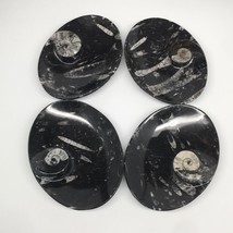 4pcs,6.25&quot;x4.75&quot;x5mm Oval Fossils Orthoceras Ammonite Bowls Dishes,Black, MF1389 - £28.31 GBP