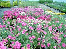 Shipped From Us 600+DIANTHUS Cottage Pinks Fragrant Seeds, CB08 - £13.58 GBP