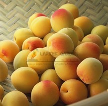 1 Professional Pack, 20 Seeds/Pack, Taste Sour Sweet Yellow Round Apricot Seeds, - £12.38 GBP
