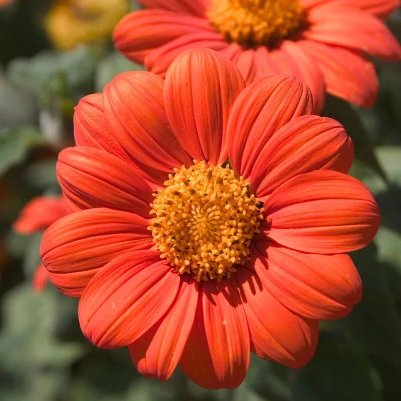 SYST 75 Seeds Mexican Sunflower Orange Heirloom Seed Catalog Home Garden - $9.15