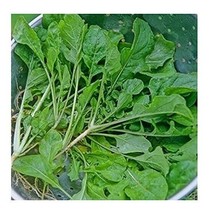 Turnip Seven Tops 500 - 2000 Seeds Heirloom Fast growing Greens Cold Hardy! - $1.77+
