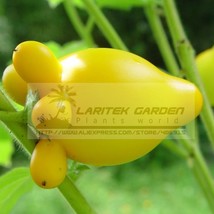 5 Packs, 10 Seeds / pack, Yellow Solanum Mammosum, Cow&#39;s Udder, Great Tasty Nipp - £11.58 GBP