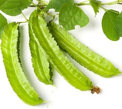 THJAR 10 Winged Bean Seeds For Planting Easy To Grow Exotic Asian Winged Bean - £13.46 GBP