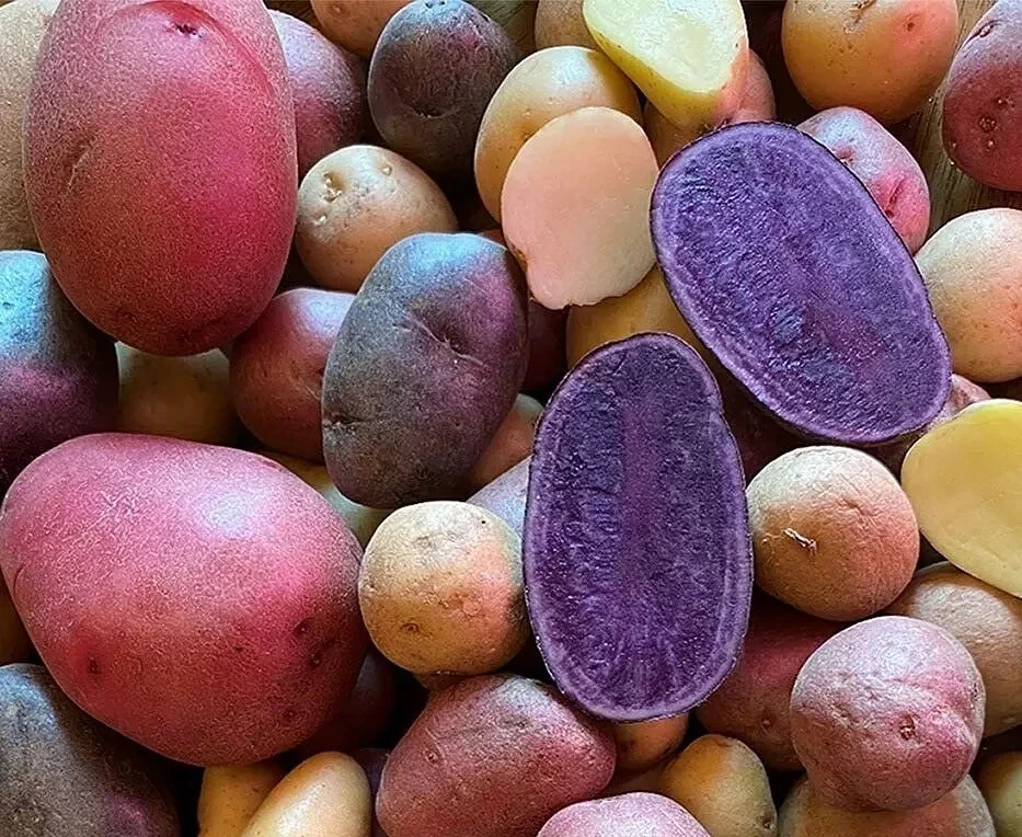 Potato Seed 2 Lb Mix Potatoes Purple Red Yukon Russet Sprouted Eyes Read... - $649.47 MXN