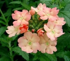 35+ Verbena Peaches And Cream Flower Seeds Deer Resistant - £7.81 GBP