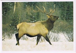 Postcard Elk Or Rocky Mountain Wapiti Canadian Rockies - £2.95 GBP