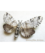 Neocerura Liturata Real Leopard Tiger Moth Framed Entomology Shadowbox D... - $1,265.56 MXN