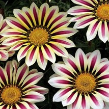 Gazania Seeds Big Kiss White Flame 50 Flower Seeds Garden USA Seeds - £9.46 GBP