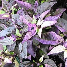 US Seller 5 Purple Flash Peppers Seeds Ornamental Purple Flowers - £10.72 GBP