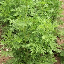 US Seller 1000 Sweet Wormwood Artemisia Annua Sweet Annie Mugwort Sagewort Fragr - $13.80