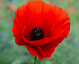 American Legion Poppy Seeds Red Corn Poppies Remembrance Day Flower Seed  - £4.66 GBP