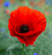 American Legion Poppy Seeds Red Corn Poppies Remembrance Day Flower Seed  - £4.76 GBP