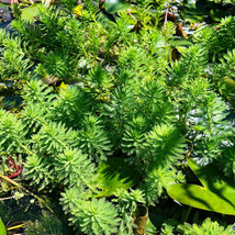 PARROTS FEATHER 1 BUNCH - Live Pond Plants. FREE SHIPPING !!! - £7.90 GBP