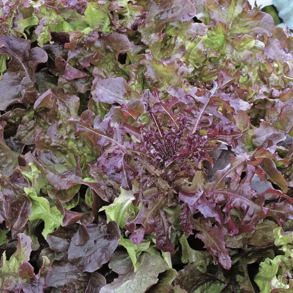 Salad Bowl Red Leaf Lettuce Seeds Bulk 1000 Count Pkt Good Keeper Fresh Garden - £11.00 GBP