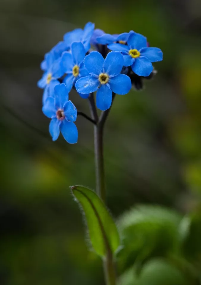 Forget Me Not Flower Seeds | Attract Pollinators with this Perennial 1200+ SEEDS - $7.10