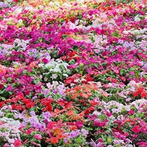 New Fresh Seeds 50 Mixed Colors Dwarf Impatiens Walleriana Sun Or Full Shade Red - £12.21 GBP