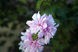 50 Pcs Light Pink Double Rose of Sharon Seeds #MNSB - £11.73 GBP