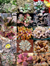 USA Store 50 Seeds Store Color Titanopsis Mix Succulent Cactus Mixed Living Ston - £13.08 GBP