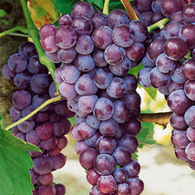 Bluebell Grape Seeds, Black Blue Color Winter Hardy Table Grape High Yield Bonsa - £14.54 GBP