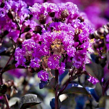 Fresh 25 Purely Purple Crepe Myrtle Seeds Lagerstroemia X Purely Purple ... - $12.70