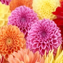 25 Spring Mix Dahlia Seeds Flower Perennial Flowers Flowering Bloom Fres... - $8.98