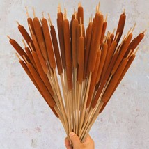 Dried Natural Brown Cattails Flowers 20PCS Real Broadleaf Pencil Cattail Stems B - £30.63 GBP