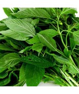 New 200 Seeds Green Jute Rau Day Xanh Egyptian Spinach Seeds Rau Day Cor... - $6.00