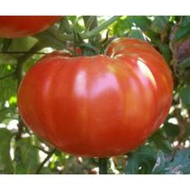 Oxheart Tomato Vegetable Seeds #STH08 - £14.37 GBP