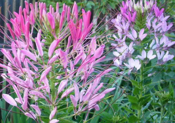 Cleome Pink Spider "Cats Whiskers" Flower Seeds Heirloom Op Usa Non Gmo Garden - $3.98