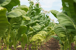 Tobacco Shag Peruvian Mapacho 30/100/500 Pcs fresh seeds, Nicotiana rustica, Tob - £4.71 GBP