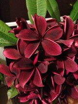 From US 5 Deep Red Plumeria Seeds Plants Flower Flowers Perennial Seed 522 - £8.65 GBP