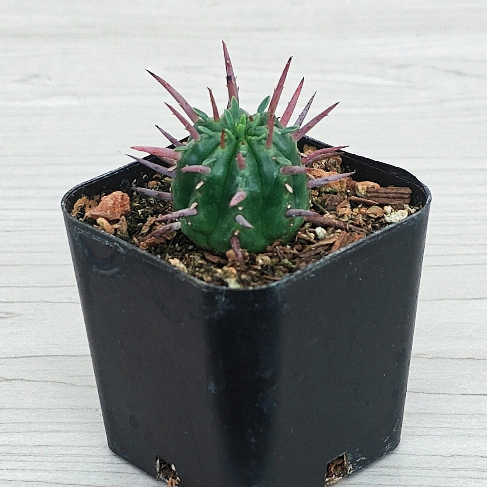 Succulent - Euphorbia Ferox : Pincushion Euphorbia - Live Plant In 2&quot; Pot - $15.50