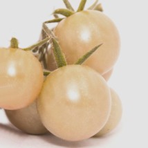 Tomato Seeds White Cherry Tomato 20 Vegetable Seeds Gardening Fresh USA ... - £9.47 GBP