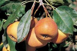 3 scion cuttings of Sorbopyrus, ‘Shipova’ ancient pear hybrid Scionwood, dormant - £31.17 GBP