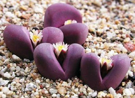 Lithops Optica RUBRA rare mesembs exotic succulent living stones cactus ... - $8.99