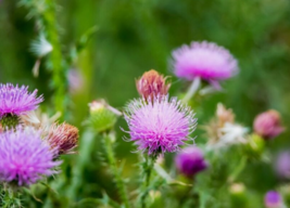 10 Pc Seeds Silybum Marianum Plant, St. Marys Thistle Seeds for Planting | RK - £20.09 GBP