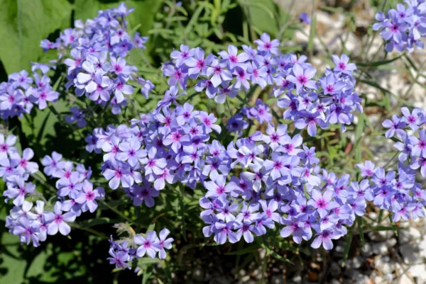 20 Prairie Phlox Pilosa Mixed Colors Pink Purple White Native Flower See... - $8.00