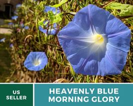 50 Pcs Heavenly Blue Morning Glory Seeds Annual Vine Ipomoea tricolor Seed - £15.51 GBP