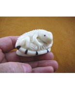 tne-liz-ig-449-a) IGUANA lizard TAGUA NUT  Figurine Vegetable reptile - $37.11