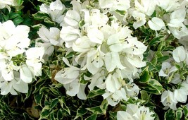 Well Rooted **WHITE STRIPE** VARIEGATED Bougainvillea starter/plug plant... - $26.99