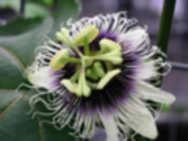 Purple Passion Fruit Passiflora Edulis well rooted plant, 1 plant 6-12&quot; tall - £14.78 GBP