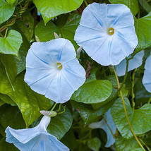 US Seller 25 Blue Star Morning Glory Seeds 15 Ft Climbing Vines Fresh Flowers Re - £6.38 GBP