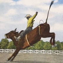 Steer Riding Vintage Postcard Cowboy Rodeo Western Art Linen - £7.86 GBP