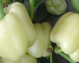 White Bell Pepper Seeds 50 Seeds Non-Gmo Fast Shipping - $7.99