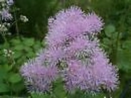 Thalictrum Aquilegifolium Meadow Rue Perennial Seeds Fresh Seeds Fast Sh... - $15.98