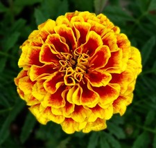 1000 French Marigold Dwarf Naughty Marietta Fresh Seeds USA - £46.71 GBP