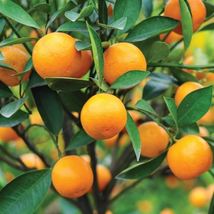 For Texas Only!! Calamondin Tree, 3 feet tall, grafted - £142.86 GBP