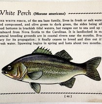 White Perch 1939 Fresh Water Fish Art Gordon Ertz Color Plate Print PCBG20 - £22.37 GBP