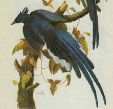 Collie&#39;s Magpie Jay Bird 1946 Color Art Print John James Audubon Nature ... - $34.99