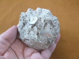 (F397-23) Fossil clam bivalve half shell display specimen Florida - £9.74 GBP